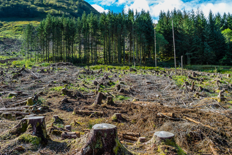 Problem der Entwaldung