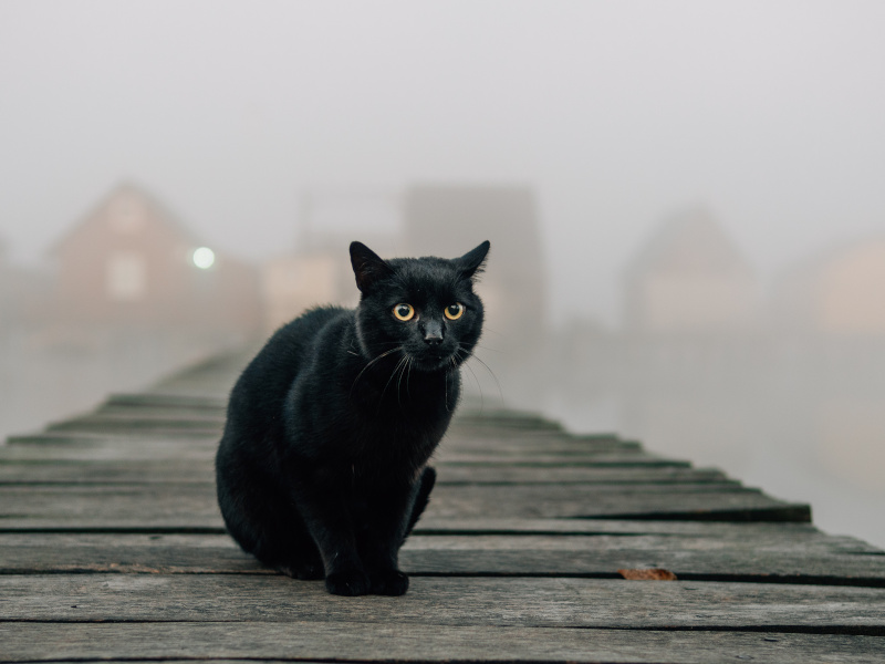 Eine schwarze Katze sitzt im Nebel auf einem Steg.