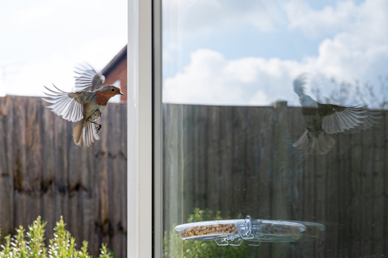Ein Vogel fliegt vor einem Fenster eines Stadthauses
