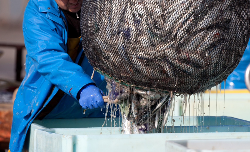Ein Fischer schneidet ein volles Fischnetz auf.