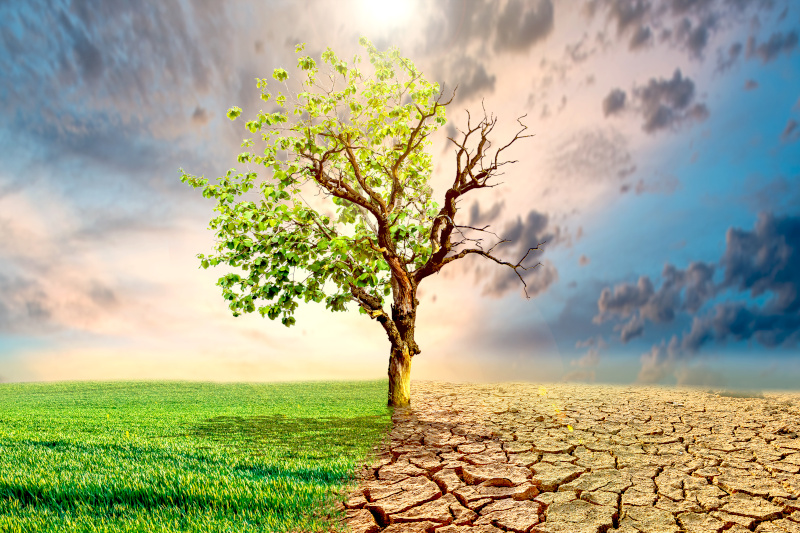 Das Bild zeigt das Konzept der Erwärmung durch den Klimawandel anhand eines Baumes, der auf einer Seite kahl ist.