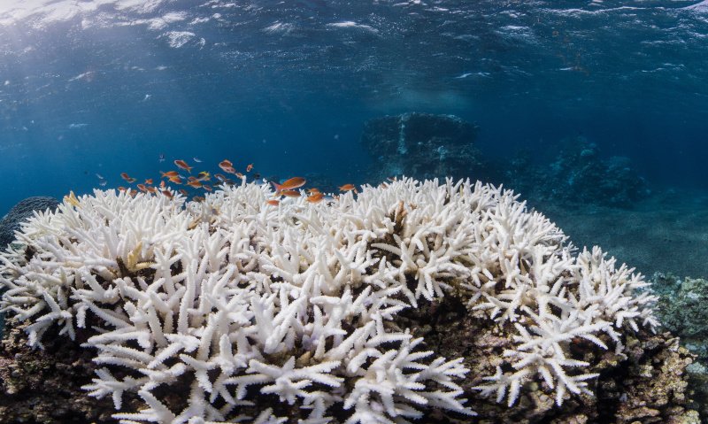 Korallenbleiche in Okinawa