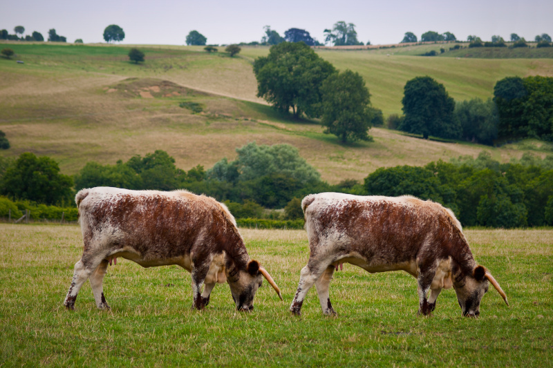 Geklonte Kühe auf einer Weide